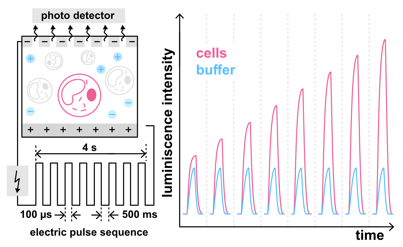 Electroporation luminescence measurement